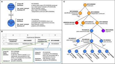 Ontologies for increasing the FAIRness of plant research data